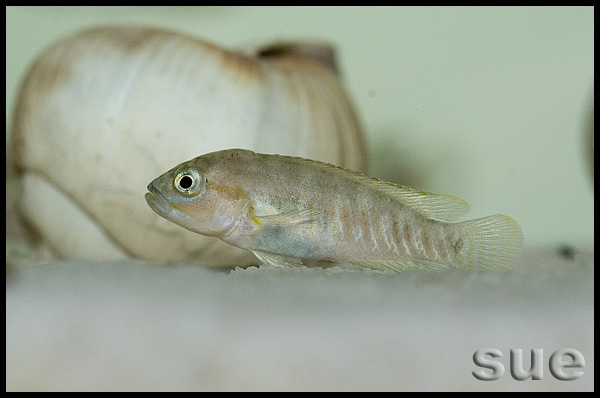 Telmatochromis cf. temporalis 'Mbita Island'